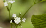 Sweet cicely <BR>Anise-root <BR>longstyle sweetroot